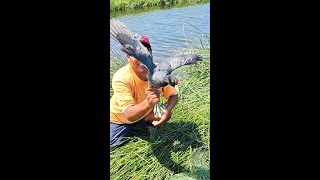 Tiro su Red al agua este HOMBRE pero Nunca Imagino Sacar Atrapar Este.. Maravilloso ANIMAL