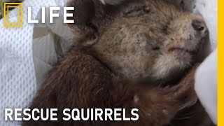 Rescuing injured squirrels from danger in the wild | Animal rescue compilation