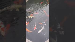 ikan yang sangat indah #videoshorts #viral #wongjowo #yearforyou