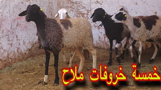 خمسة خروفات ملاح ضارات بشهراين لانوك .. لــلبــيــع