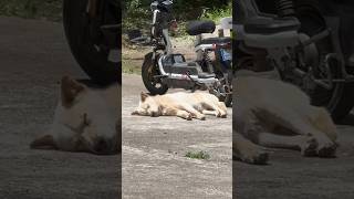 Dog enjoys peaceful time in sunshine 🌞