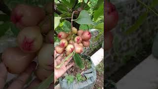 Jambu Air Madu Deli Berbuah Lebat‼️#short #shorts #fruit #petanimuda #viral #jambu #vietnamese