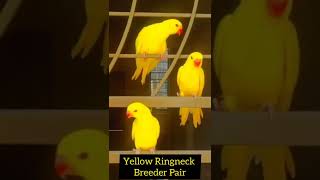 Beautiful Breeder Yellow Ringneck Pair In Pakistan For Sale | yellow parrot #shorts