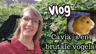 Cavia`s 🐹 brutale vogels en meer