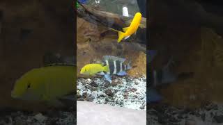 Wonderful African Cichlid fish #aquariumfish #baby #shorts #funny