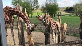 #Vlog no park  safari em Londres .🇬🇧