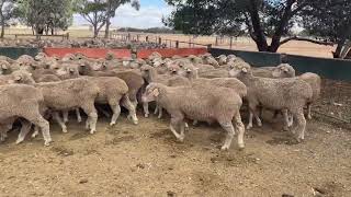 Leachim 2021D ewes Aug shorn