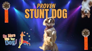 PROVEN STUNT DOG ROUTINE! | Dog Plays Piano | ROSE THE ENGLISH SHEPHERD | DO MORE WITH YOUR DOG