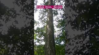 POHON ULIN BELIAN DI HUTAN ALAM KALIMANTAN