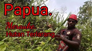 Petualangan di hutan terlarang.