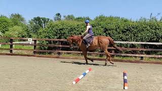 Retraining Hahadi the retired racehorse