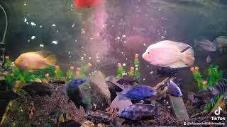 Snail meal For African cichlids - وجبة الحلزون لسمك السيكلد الأفريقي      #snail #trending