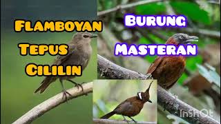 kombinasi burung masteran!!plamboyan!! Tepus!!cililin#burungmasteran#pemulakicaukicau