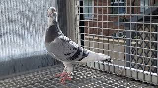 direct daughter of my no1 cock & hen #racing pigeons