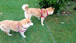 Tale of two dogs and a hedgehog