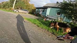 German shepherd on walk. Eros på tur. 20.09.2024. still you tubes most boring video part 2