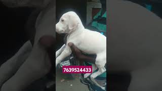 Rajapalayam dog GDS kennel location Rajapalayam call 7639524433