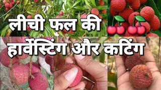 harvesting and cutting of lichi fruit 🍒🍒 #fruitfarming #fruitharvest @gardening_lover7469