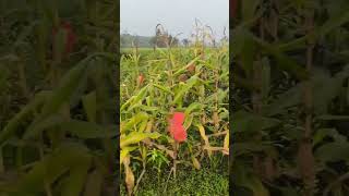 Corn Field(Research work)Bangladesh Agriculture University, Mymensingh.