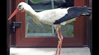 Problemstorch Ronny ist wieder zurück