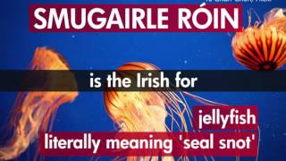 Irish Words And Phrases That English Just Can't Match