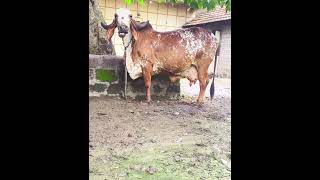 gir cow my kabutri