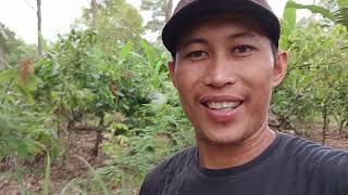 Penyebab bunga durian lokal gugur || petani harus sabar