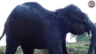 Saving injured elephants from the wild caught on camera | Animal rescue compilation