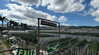 Strawberry Farm