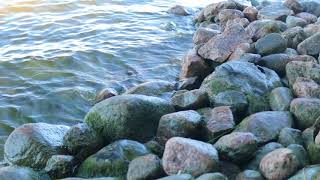 Lakeshore summer stones water birds