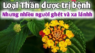 Loại trị Viêm Xoang rất tuyệt vời,trị cao huyết áp,trị tiểu đường,đau nhức xương khớp.PHAN HẢI Vlog