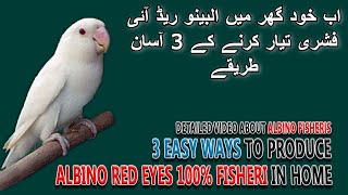 البینو ریڈ آئی فشری خود بنائیں | PRODUCE ALBINO RED EYES FISHERI AT HOME | AA BIRDS INFORMATION