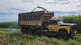 ILP -integração lavoura-pecuária com o híbrido BM904 e capim Zuri vídeo 1