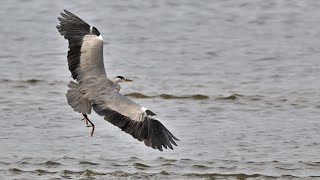 Vögel am Ijsselmeer_Der Graureiher