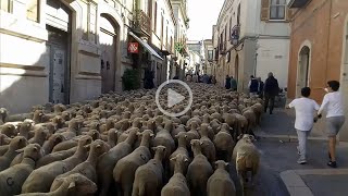 Summer transhumance in Apulia, Italy