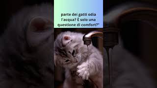 Il Gatto e l'Acqua Un Rapporto Complicato #shorts #curiosita #cat #pets #cute