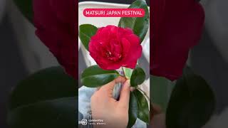 Matsuri Japan Festival