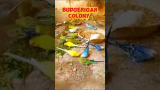 Budgerigar parrot | budgies colony | #budgerigar #budgies