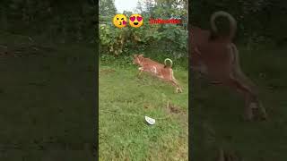 cow short video