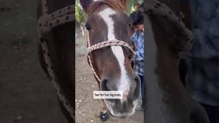 Cavallo Hoof Boots Help Rescue Horse with Arthritis