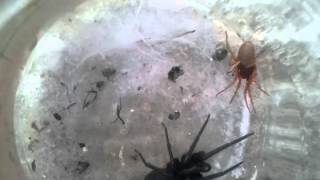 woodlouse spider VSTube Web Spider