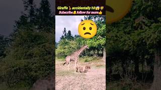 Giraffe🦒accidentally hit🦁🥺 | lion vs giraffe | giraffe kicks baby | @Wildshikaari007 | #shorts