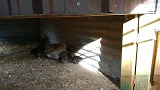 3 Week Old Baby Chicks. Dutch Bantams As Mothers.