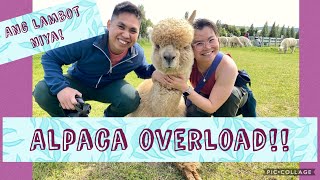 Shamarra Alpacas! Ancient animals of PERU in NZ!  Ang lambot nila!