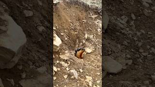 Marmot at Deosai #nature #wildlife #mountains #travel #pakistan #gilgitbaltistan #astor #skardu