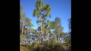 Sand Pine/Longleaf Pine