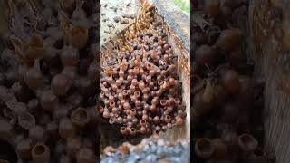 Telur Lebah Klanceng #lebahtrigona #stinglessbees #klanceng