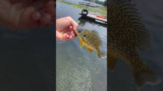 Nice little green sunfish ￼