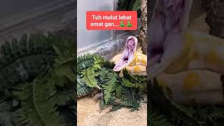 ular putih lagi menguap | "snake" | piton