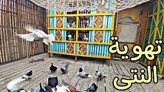 فتحت للنتى 🕊️🕊️🔥 شوف عملوا ايه#pigeon